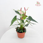 Anthurium Mix - Green / Pink