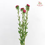 Aster Red 翠菊 - (Per Bundle)