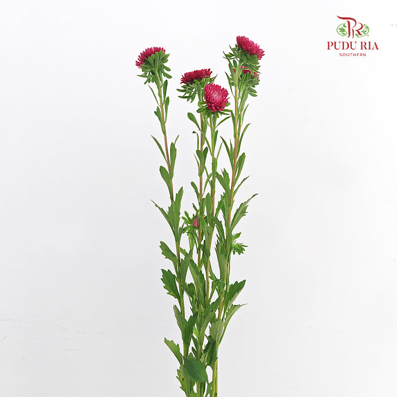 Aster Red 翠菊 - (Per Bundle)