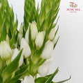 Ornithogalum Thyrsoides - Pudu Ria Florist Southern