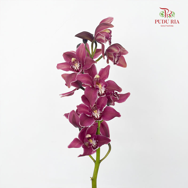 Cymbidium Orchids AAA Dark Pink - (Per Stem)