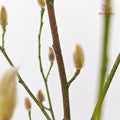 Magnolia White - (Per Bundle)