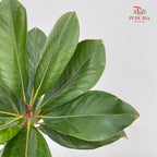 Magnolia Leaf - (Per Bundle)