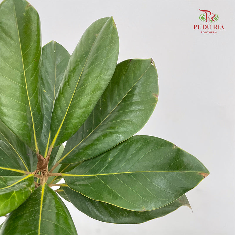 Magnolia Leaf - (Per Bundle)