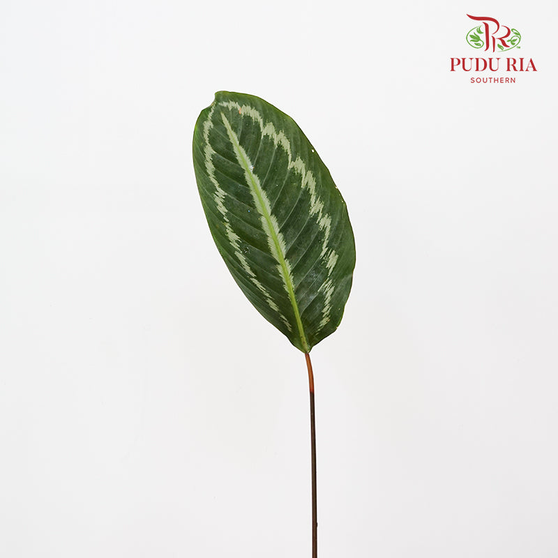 Calathea Tiger Peacock Leave 奖章竹芋 - (Per Bundle)