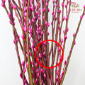 银柳分枝 Pussy Willow Spray(8ft) - Magenta