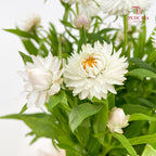 Bracteantha