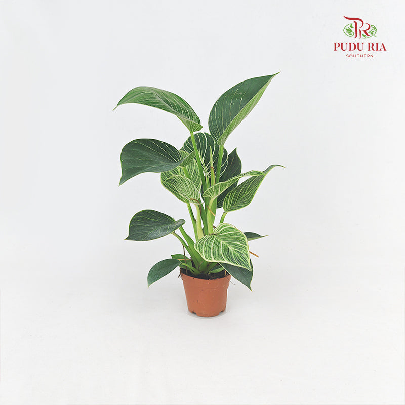 Philodendron Birkin P12CM