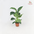 Philodendron Birkin P12CM