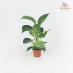 Philodendron Birkin P12CM