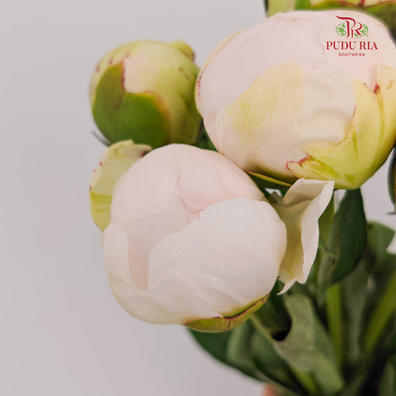 Peony Angel In White 白衣天使芍药 - (5 Stems)