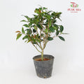 Camellia Chi Dan