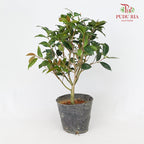 Camellia Chi Dan