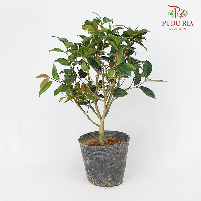 Camellia Chi Dan