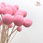 Preservative Craspedia - Light Pink