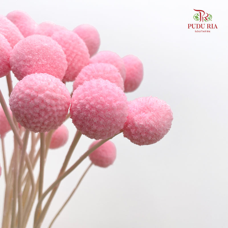 Preservative Craspedia - Light Pink