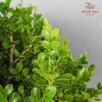 Murraya Dwarf