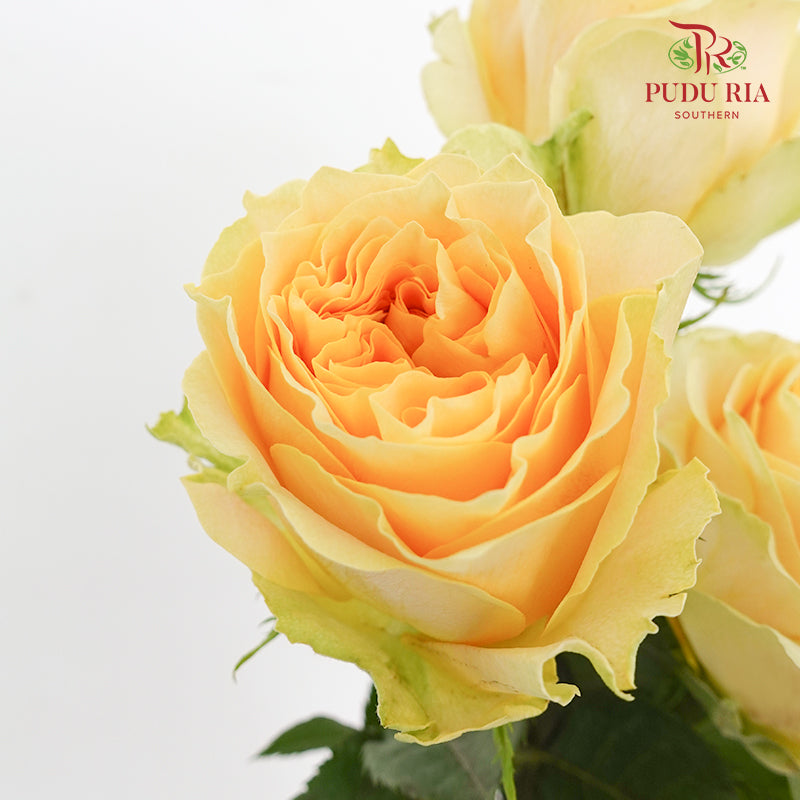 Rose Turtle - (8 Stems)