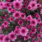 Chrysanthemum Pom-Pom (10寸盆) 菊花