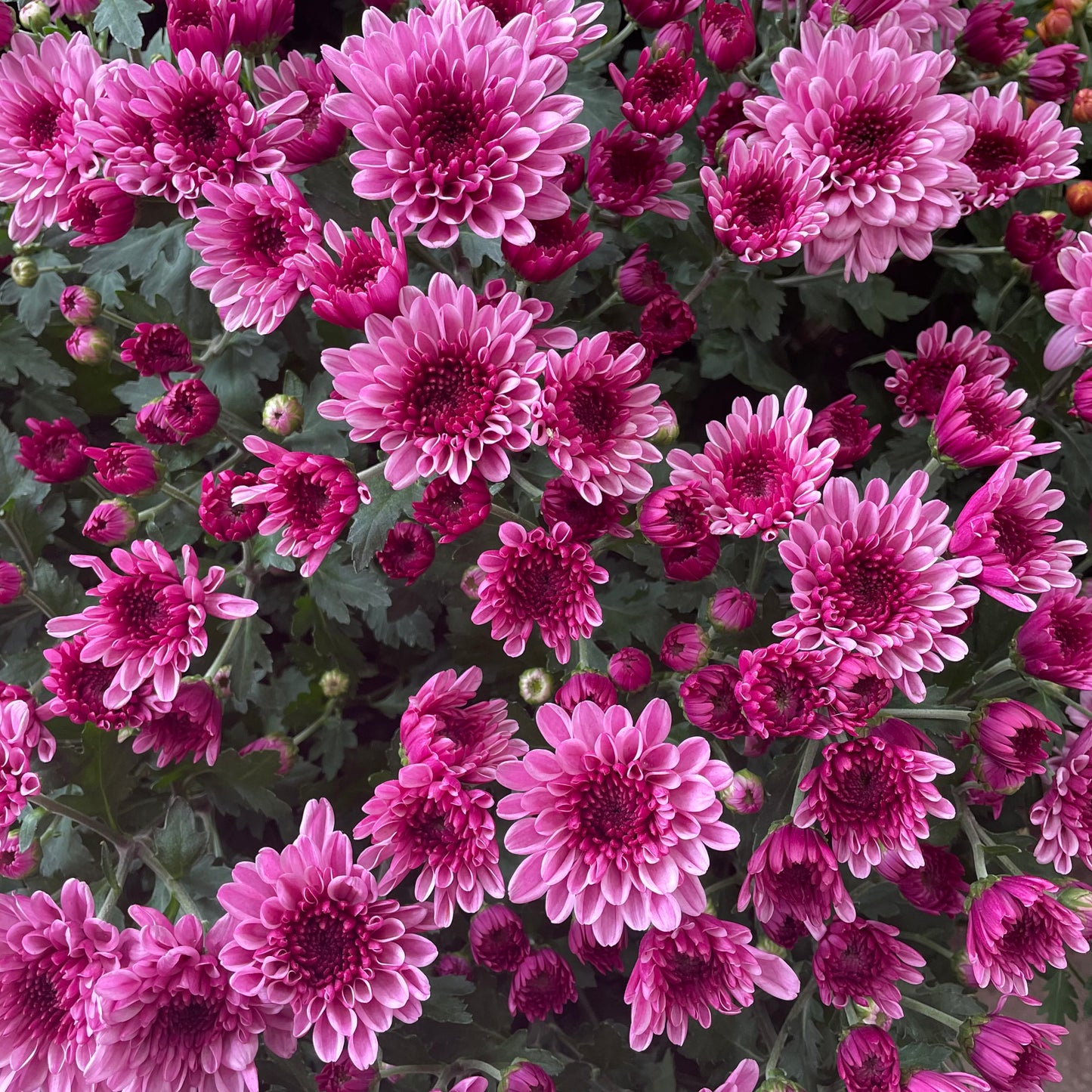 Chrysanthemum pom-pom (10寸盆) 菊花