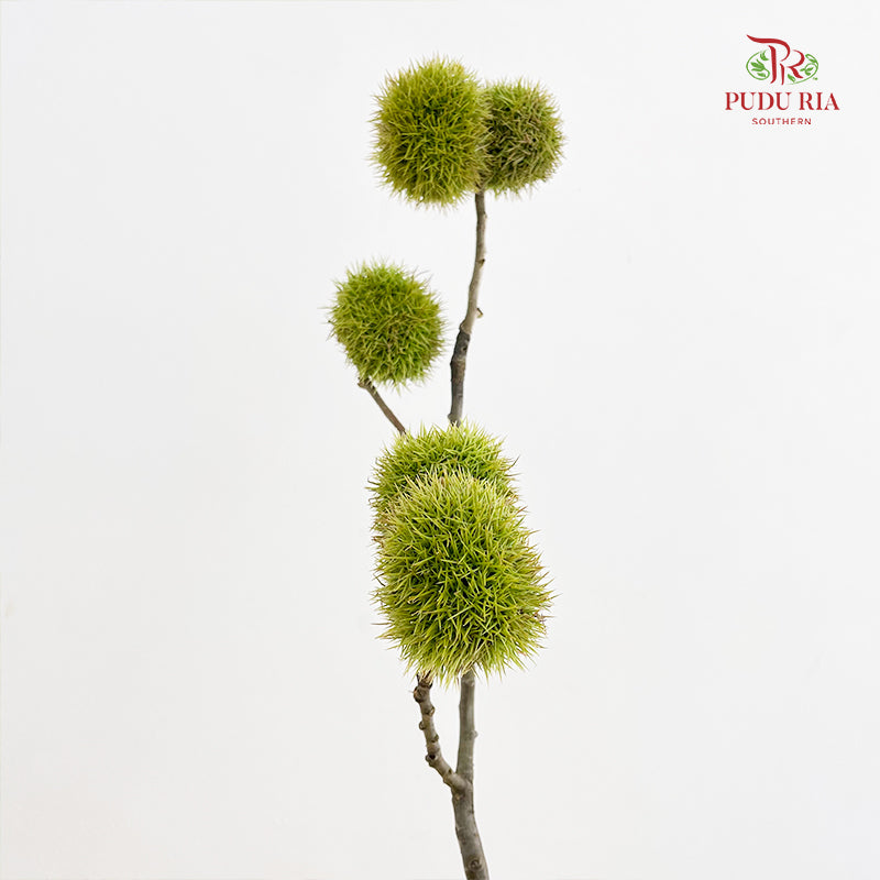 Chestnut - (Per Bundle)