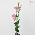 Eustoma Pink 洋桔梗 - (12-15 Stems)