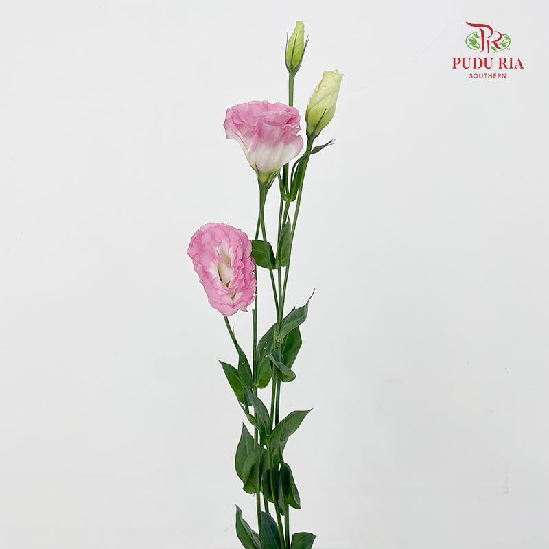 Eustoma Pink/White - (12-15 Stems)