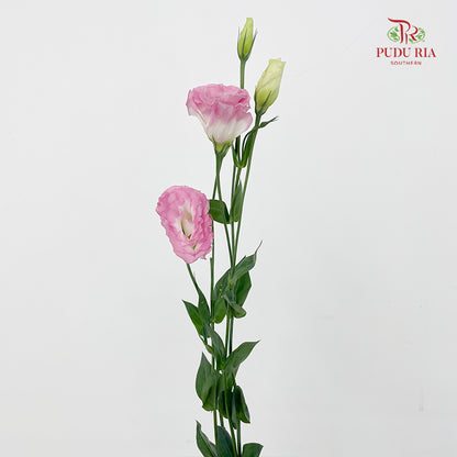 Eustoma Pink/White - (12-15 Stems)