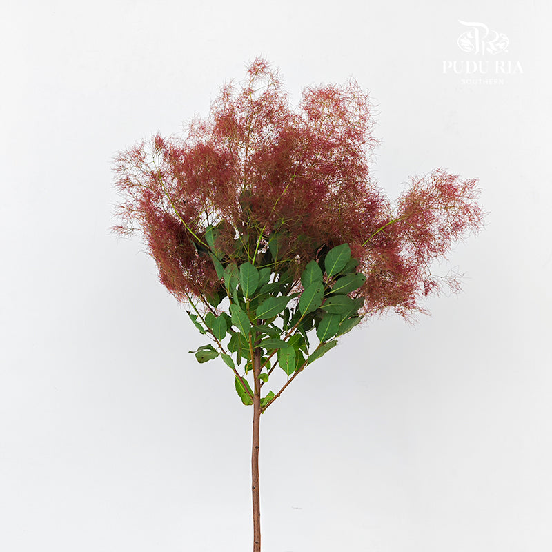 Cotinus Coggygria Red - (Per Stem)