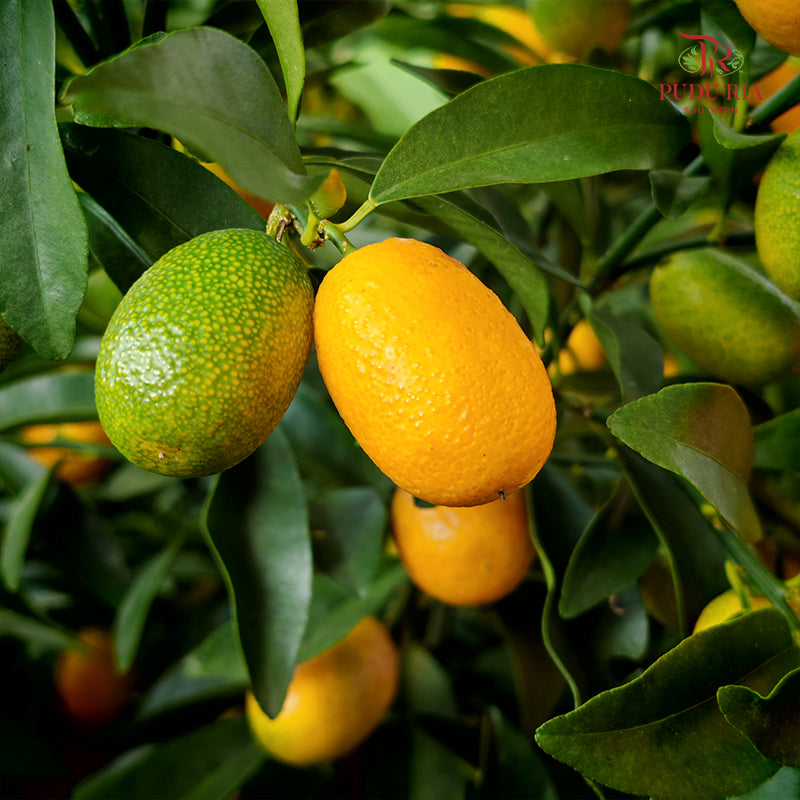 Kumquat Lime Tree 160-170cm