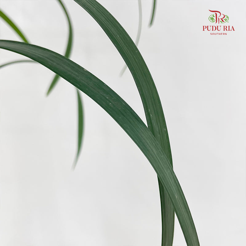 Beargrass Dark green 春兰叶 - (Per Bundle)