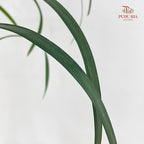 Beargrass Dark green 春兰叶 - (Per Bundle)
