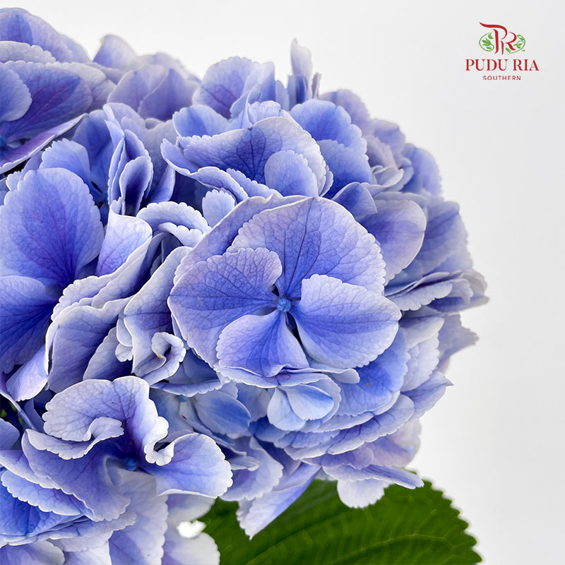 Hydrangea Zixia Celestial 紫霞绣球 - (Per Stem)
