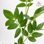 Nine Star leaves - (Per Bundle)
