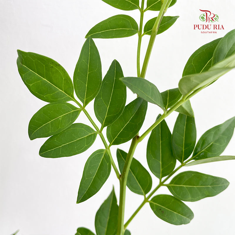Nine Star leaves - (Per Bundle)