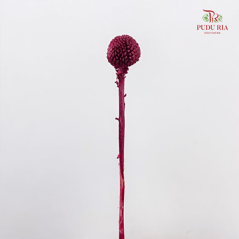 Preservative Craspedia - Maroon