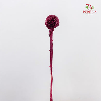 Preservative Craspedia - Maroon