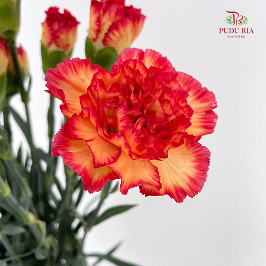 Carnation Yellow/Red (18-20 Stems)