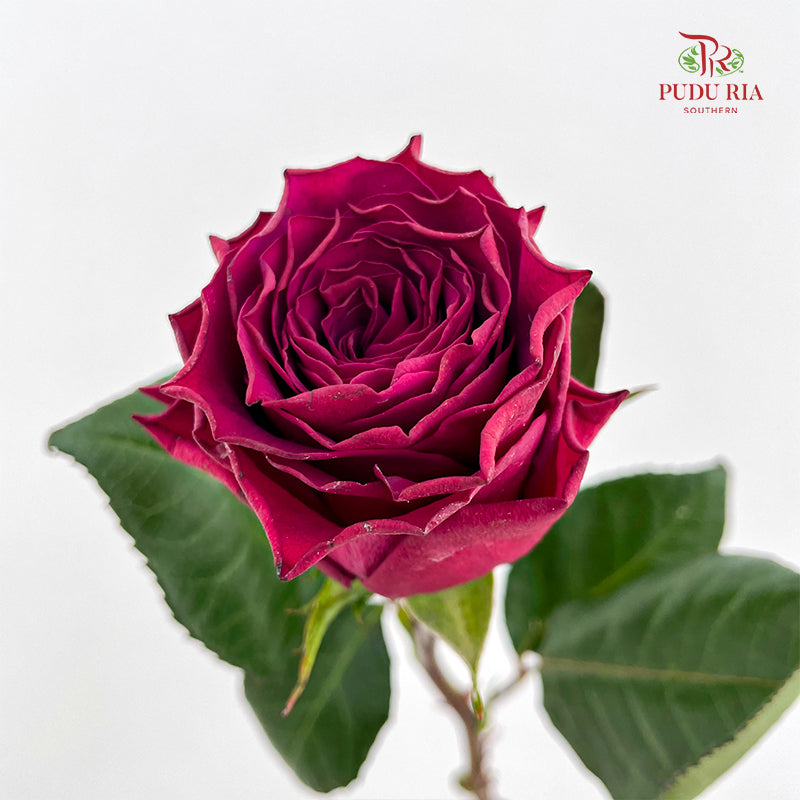 Rose Hot Pink - (8-10 Stems)