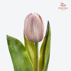 Tulip Dyed Colour Brown 郁金香 - (8-10 Stems)