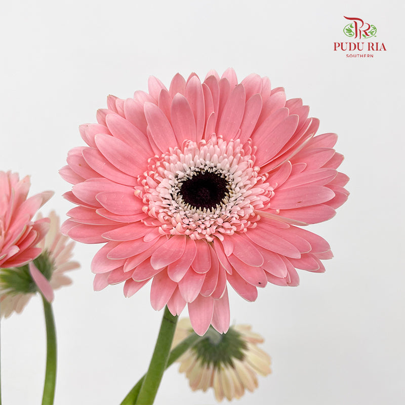 Gerbera Diabolo - (8-10 Stems)