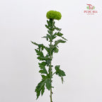 Chrysanthemum Ping Pong Green - (10-12 Stems)