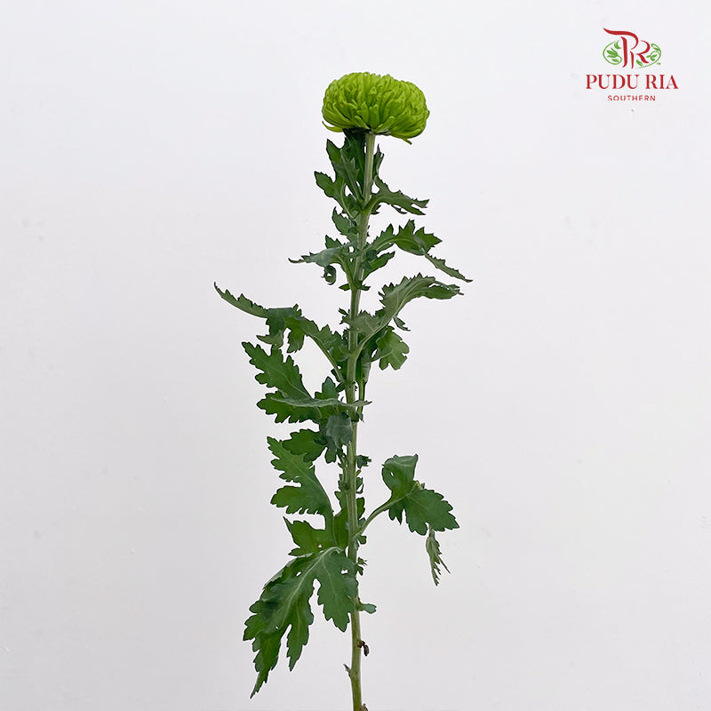 Chrysanthemum Ping Pong Green - (10-12 Stems)