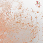 Preservative Baby Breath - Peach - Pudu Ria Florist Southern