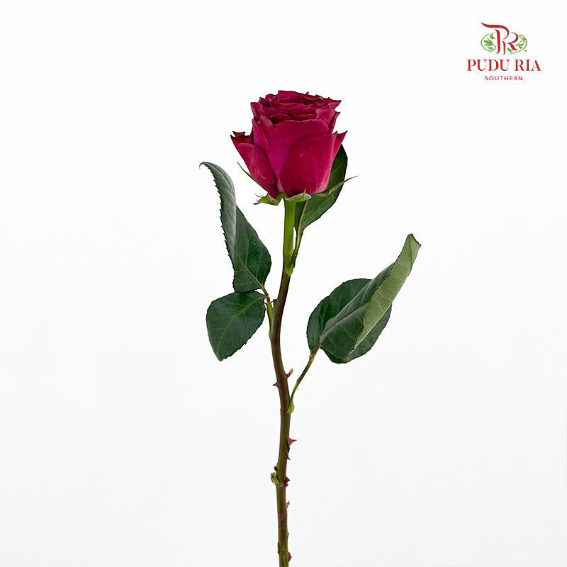 Rose Hot Pink - (8-10 Stems)