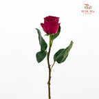 Rose Hot Pink - (8-10 Stems)