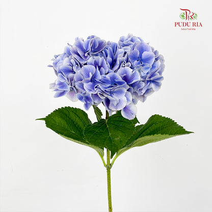 Hydrangea Zixia Celestial 紫霞绣球 - (Per Stem)