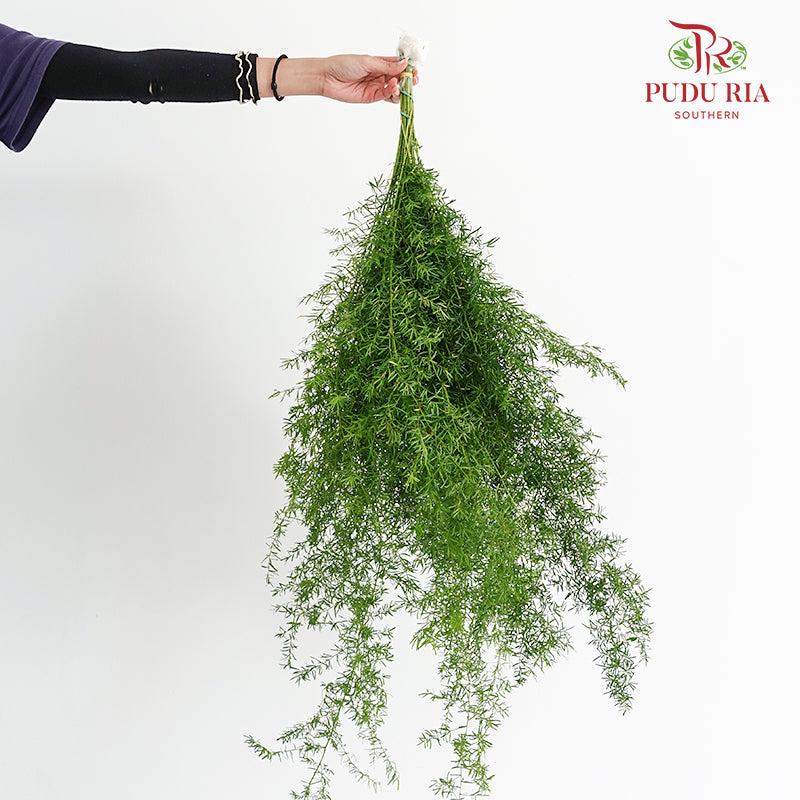 Asparagus Fern Fish Tail - (Per Bundle)