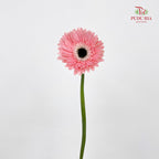 Gerbera Diabolo - (8-10 Stems)
