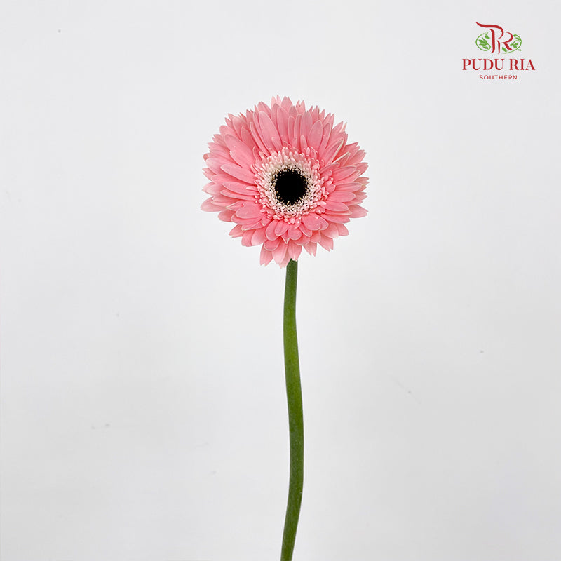 Gerbera Diabolo - (8-10 Stems)